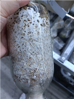 姬松茸基地带您了解一瓶好菌种要几道工序