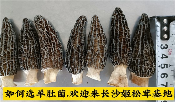 羊肚菌怎么选才好看/长沙姬松茸基地