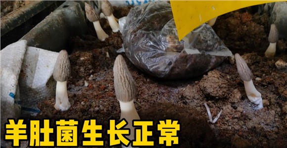 湖南姬松茸基地防冻抗雪有方