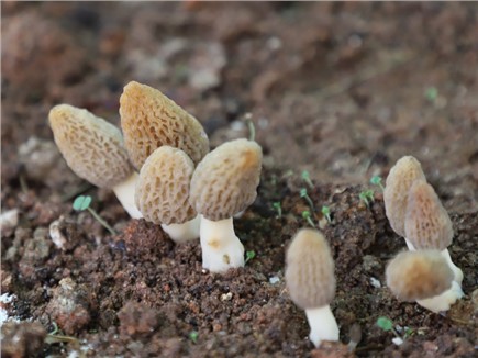 趁新鲜来湘蕈姬松茸基地尝鲜羊肚菌