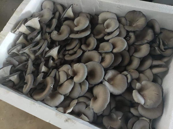 鲍鱼菇鲜货