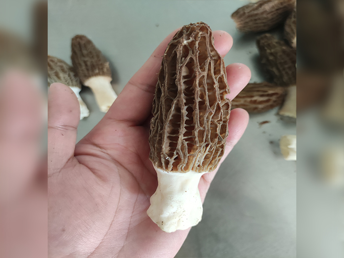 羊肚菌鲜货