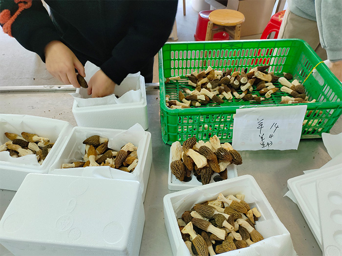 羊肚菌鲜货