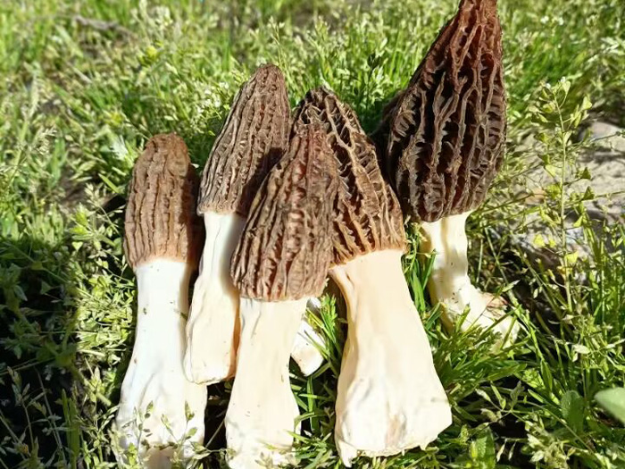 羊肚菌鲜货