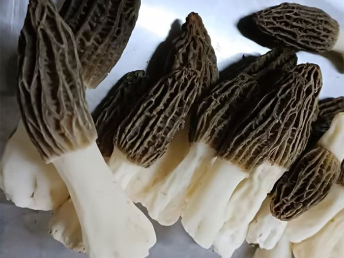 羊肚菌鲜货